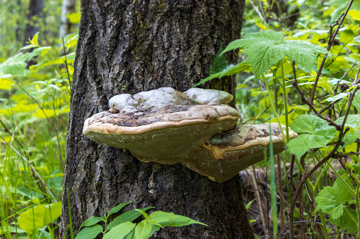 Two large fungi or mushrooms grow on the trunk of a tree at Isle Royale National Park in Michigan