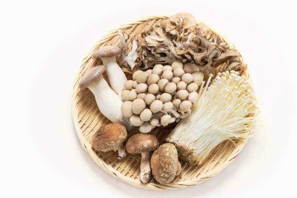 Mushrooms stock photo