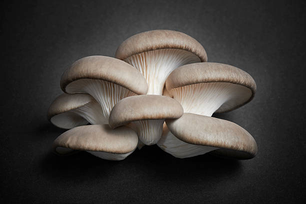 champignons - champignon et en studio et fond noir photos et images de collection