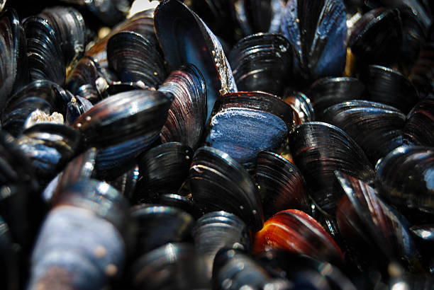 Mussels at Cape Kiwanda stock photo