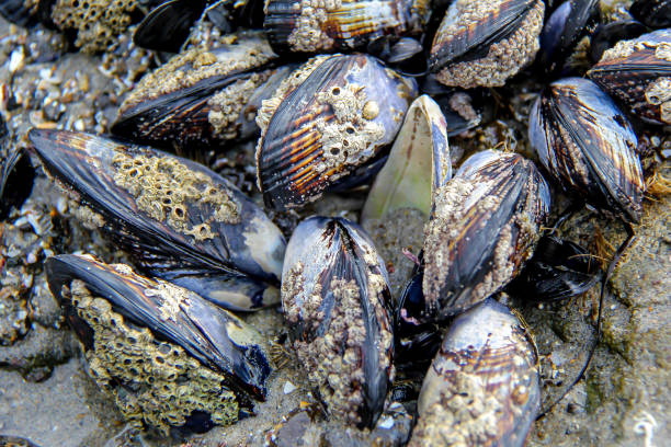 Mussels during low tide at Swami's Beach in Encinitas California stock photo
