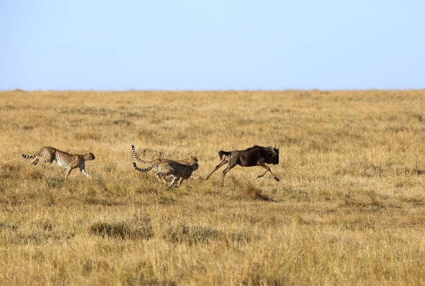 Mussiara cheeta and cubs hunting wildebeest, Masai Mara stock photo