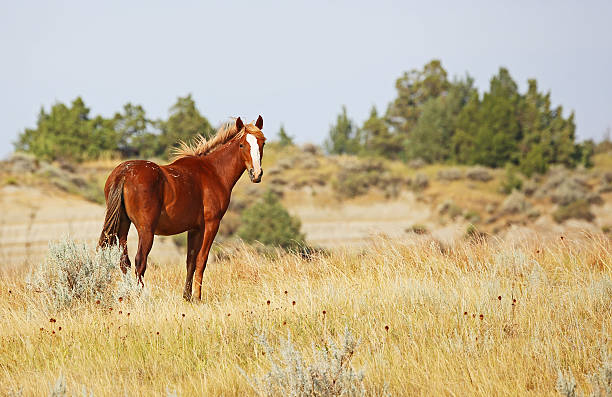 Mustang Wild horse in Theodore Roosevelt National park, North Dakota theodore roosevelt national park stock pictures, royalty-free photos & images