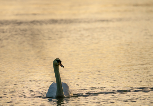 Mute swan at sunset.