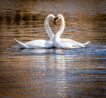 A mute swan couple in a lake. Cygnus olor.
