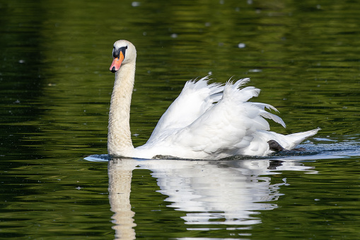 The Mute swan, Cygnus olor is a species of swan and a member of the waterfowl family Anatidae. Here swimming on a lake in Munich, Germany
