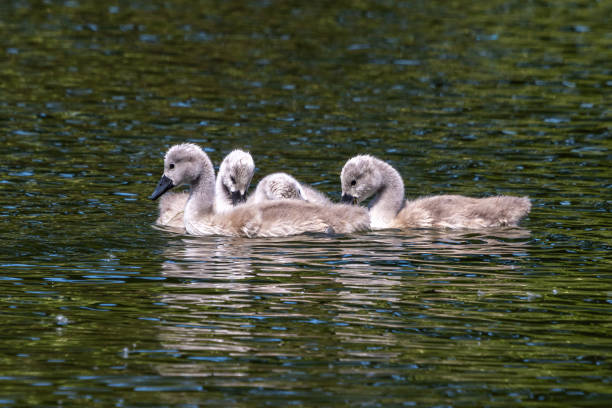 Mute swan family, Cygnus olor swimming on a lake. Mother with babies stock photo