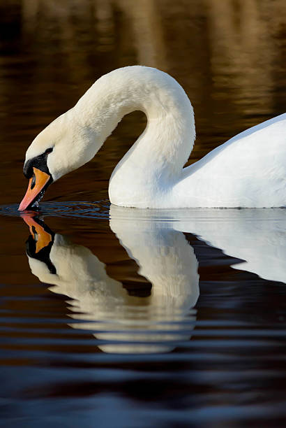 Mute swan feeding stock photo