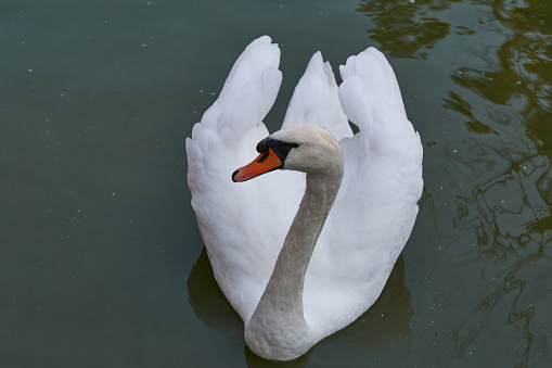 Mute swan (Cygnus olor) floting on water