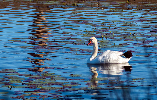 Mute swan (Cygnus olor) in a river, summer in Europe