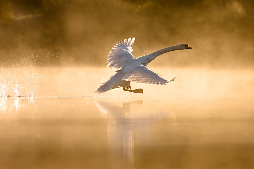 Landing swan.