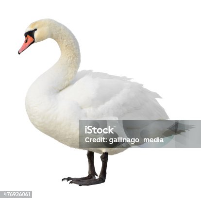 istock Mute Swan 476926061