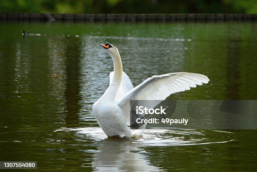 istock Mute swan with flapping wings. 1307554080