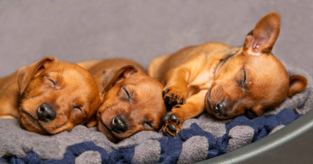 Muzzles of sleeping puppies close-up. Mini pinscher brown. stock photo
