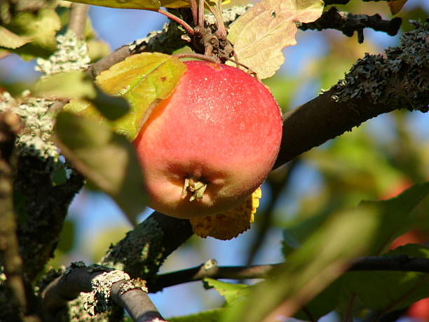 My favourite apple stock photo