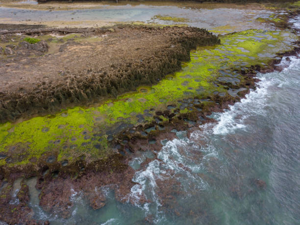 sea moss benefits