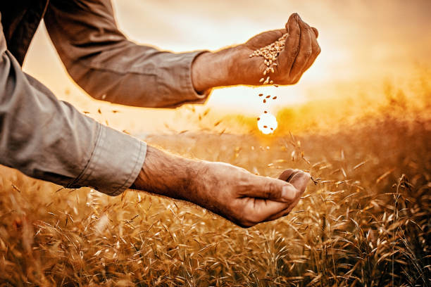 My preciousness Farmer holding grain in sunset wholegrain stock pictures, royalty-free photos & images