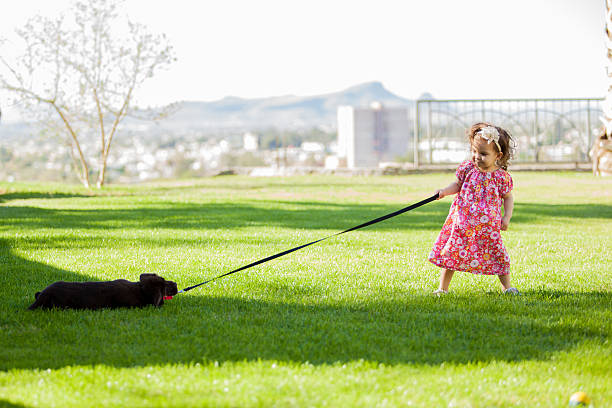 My puppy comes with me Cute little girl pulling her dog from its leash, trying to bring it with her beautiful young brunette girl playing with her dog stock pictures, royalty-free photos & images
