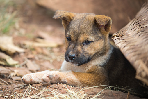Myanmar: Puppy