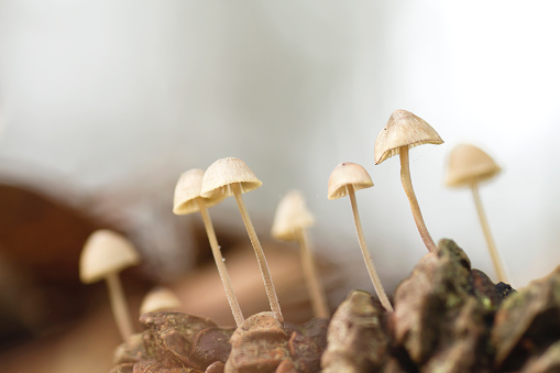 Wild mycena mushrooms growing on a pine cone