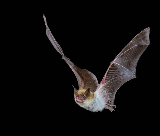 Myotis bat in flight at night with black background stock photo