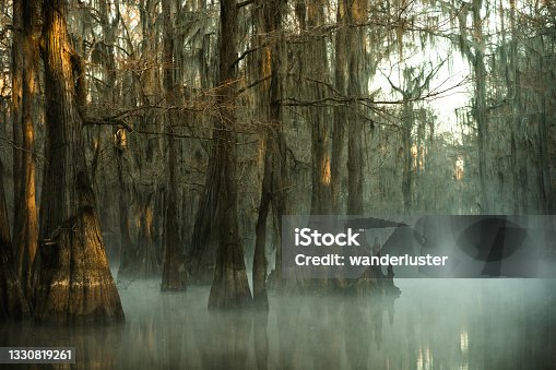 istock Mysterious eerie foggy morning at Caddo Lake, Texas 1330819261