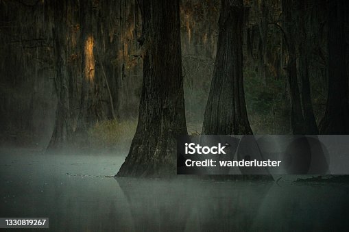 istock Mysterious eerie foggy morning at Caddo Lake, Texas 1330819267