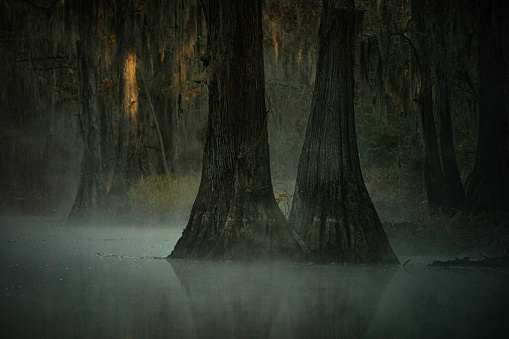 Cypress trees standing in the water with fog rising from the surface on a cold Aurumn morning at the swamp of Caddo Lake in an eerie atmosphere  between Louisiana and Texas, Uncertain, TX, USA