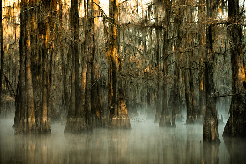 Cypress trees standing in the water with fog rising from the surface on a cold Aurumn morning at the swamp of Caddo Lake in an eerie atmosphere  between Louisiana and Texas, Uncertain, TX, USA