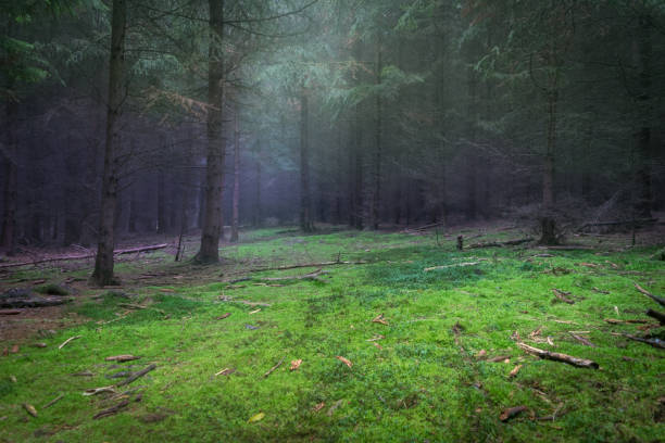 Mysterious forest glade with moss and spooky trees stock photo