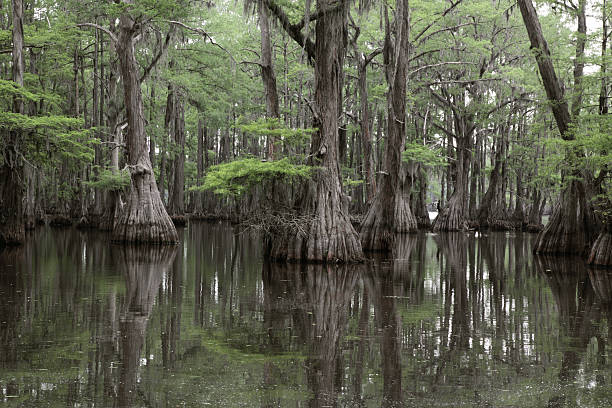 mysterious louisiana swamp - bald cypress tree stockfoto's en -beelden