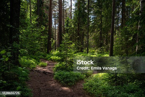istock Mysterious path full of roots in the middle of wooden coniferous forrest, surrounded by green bushes and leaves and ferns 1328655725