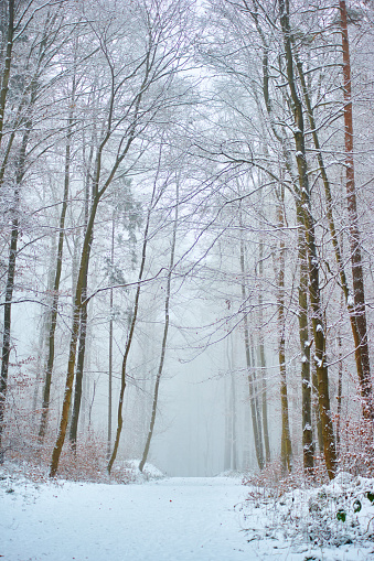 Road trough a foggy winter forest. Mystic atmosphere.