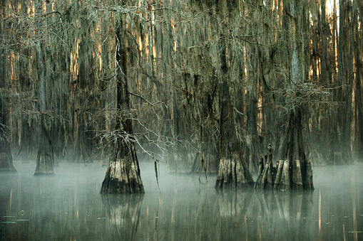 Milky fog rising from water around bald cypress trees standing in the water on a cold Aurumn morning at the swamp of Caddo Lake in an eerie atmosphere  between Louisiana and Texas, Uncertain, TX, USA
