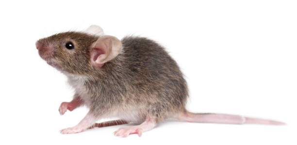 "n Young mouse in front of white background mouse animal stock pictures, royalty-free photos & images
