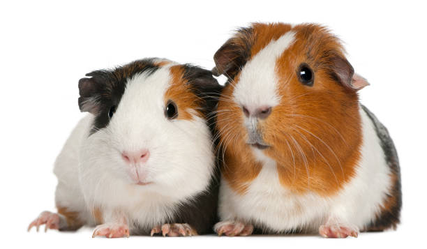 "n Guinea pigs, 3 years old, lying in front of white background guinea pig stock pictures, royalty-free photos & images
