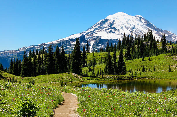 Naches Peak trail, flowering alpine meadows & Mount Rainier, WA stock photo