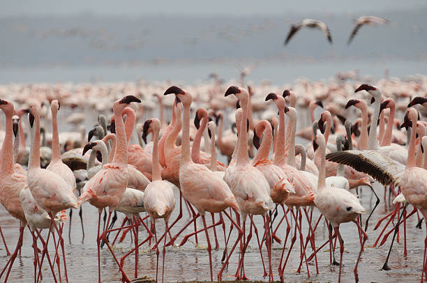 nakuru's flamingo stock photo