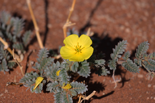 A delicate yellow flower blooms in the Namib Desert, despite the arid conditions.