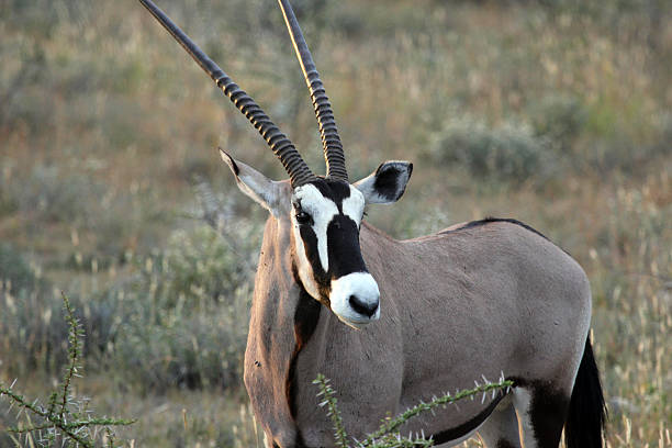 Namibia: Oryx at Etosha National Park stock photo
