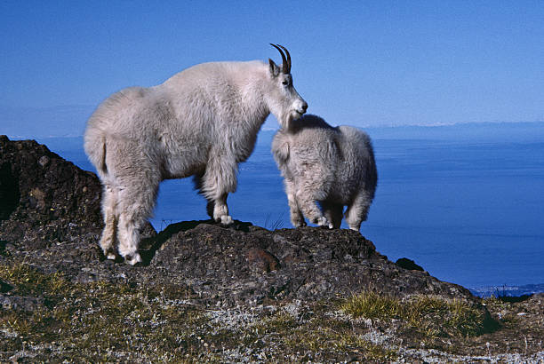 Nanny Goat and Kid on a Ridge The Mountain Goat (Oreamnos americanus), also known as the Rocky Mountain Goat, is a large-hoofed ungulate found only in North America. A subalpine to alpine species, it is a sure-footed climber commonly seen on cliffs and in meadows. The species is not native to the Olympic Penninsula where they were introduced during the early 20th century. These goats were photographed on Klahane Ridge in Olympic National Park, Washington State, USA. jeff goulden mountain goat stock pictures, royalty-free photos & images