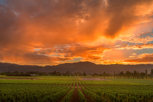 Napa Valley wine country mountain hillside vineyard growing crops for grape harvest and winery winemaking. Rows of lush, green grapevines ripen in cultivated agricultural farm fields glowing in sunset.