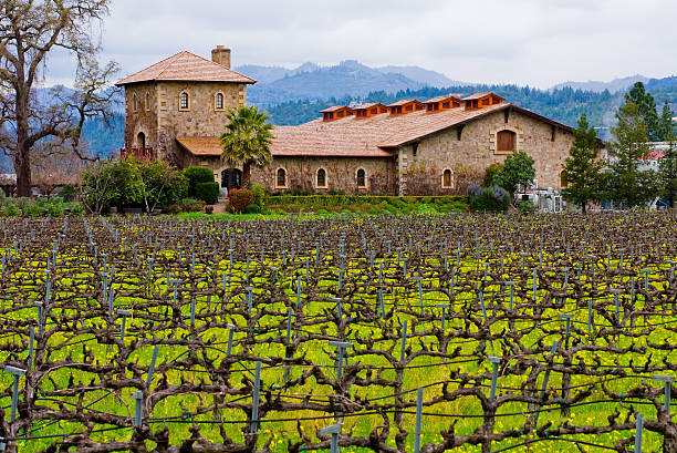 Napa Valley vineyard stock photo