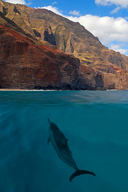 Napali Coast Dolphin stock photo