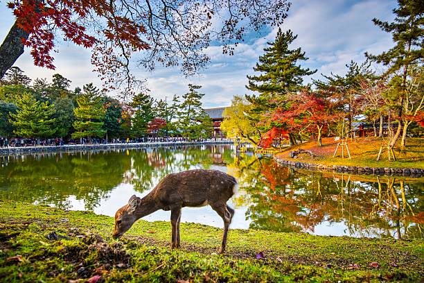 Nara Deer Deer grazes near Todai-ji Temple in Nara, Japan. shrine stock pictures, royalty-free photos & images