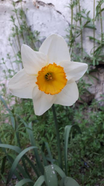 Narcissus flower stock photo