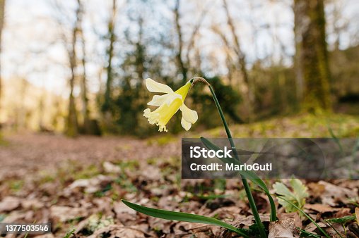 istock Narcissus pseudonarcissus (wild daffodil or Lent lily) 1377503546