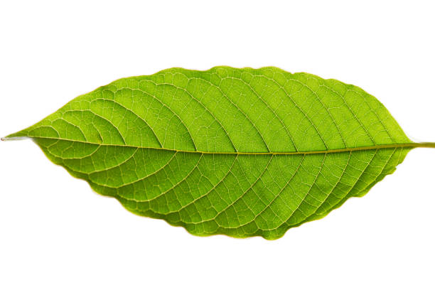 Top 5 Best White Vein Kratom Strains to Get in 2022