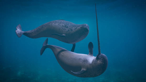 Narwhal couple,  two Monodon monoceros playing in the ocean stock photo