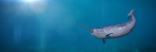 Narwhal, male Monodon monoceros swimming in the ocean water stock photo